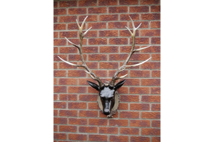 Large Stag Head