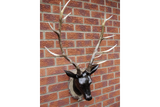 Large Stag Head