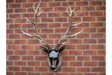 Large Stag Head